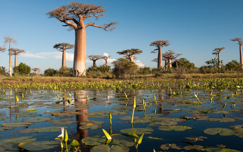 Cinco motivos para visitar Madagascar, a Ilha Continente